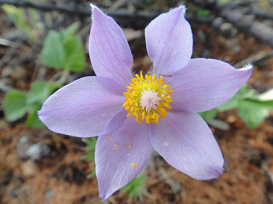 Image of Pulsatilla multifida specimen.