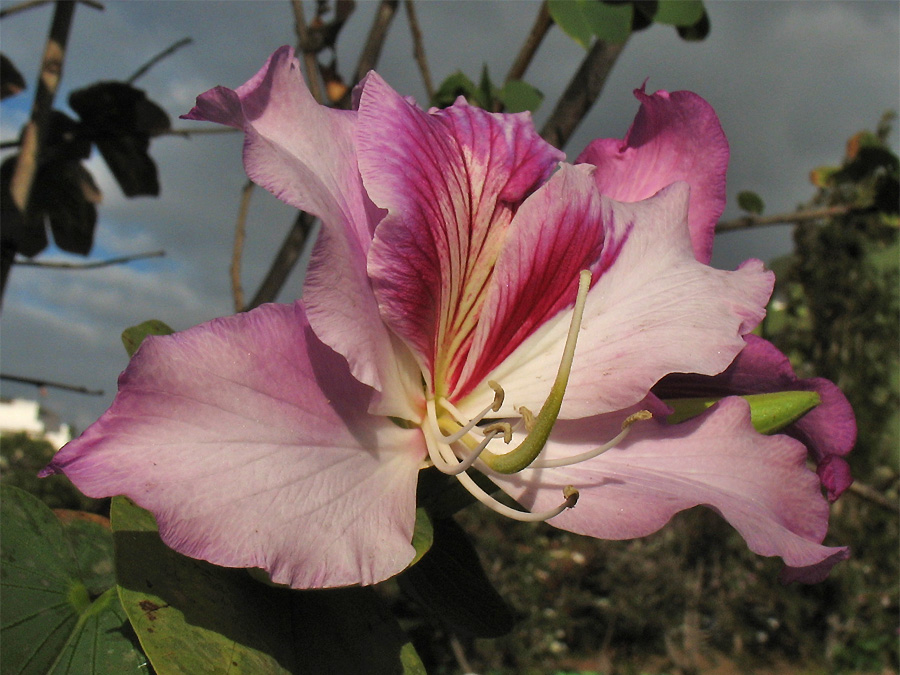 Image of Bauhinia variegata specimen.