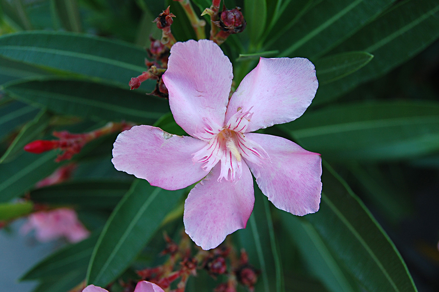 Image of Nerium oleander specimen.