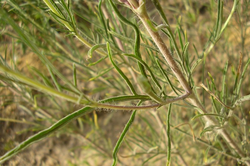 Image of Lomelosia argentea specimen.