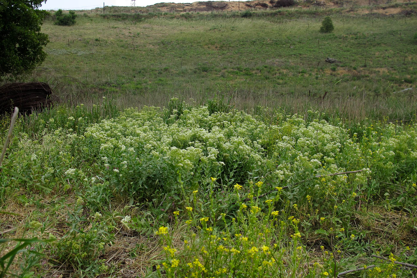 Image of Cardaria draba specimen.