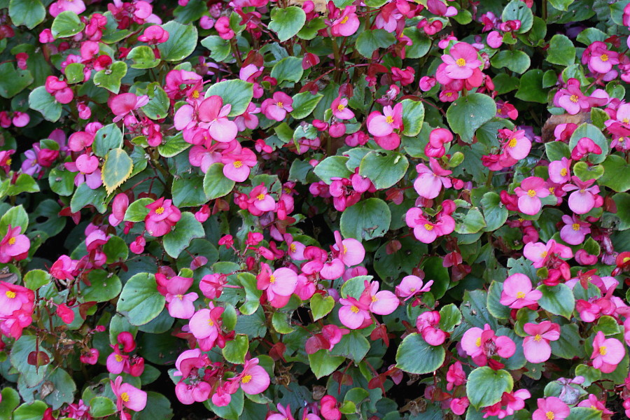 Image of Begonia &times; hortensis specimen.