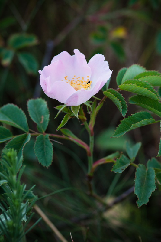 Image of genus Rosa specimen.