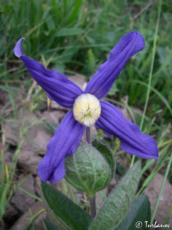 Image of Clematis integrifolia specimen.