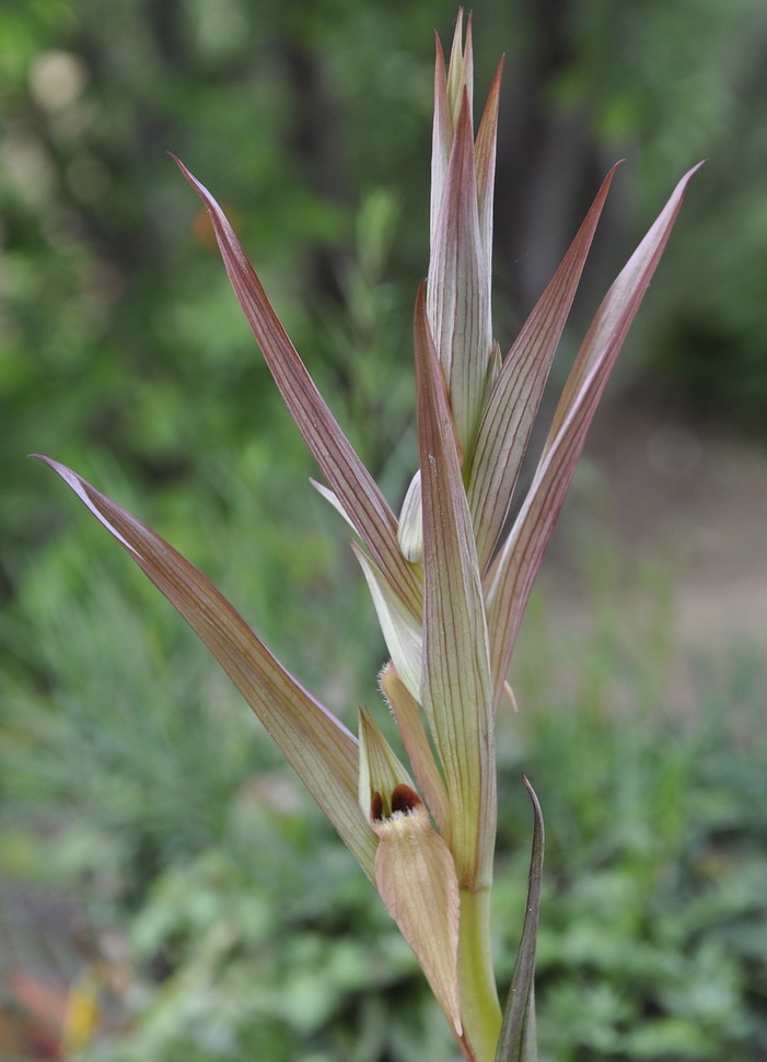 Image of Serapias parviflora specimen.