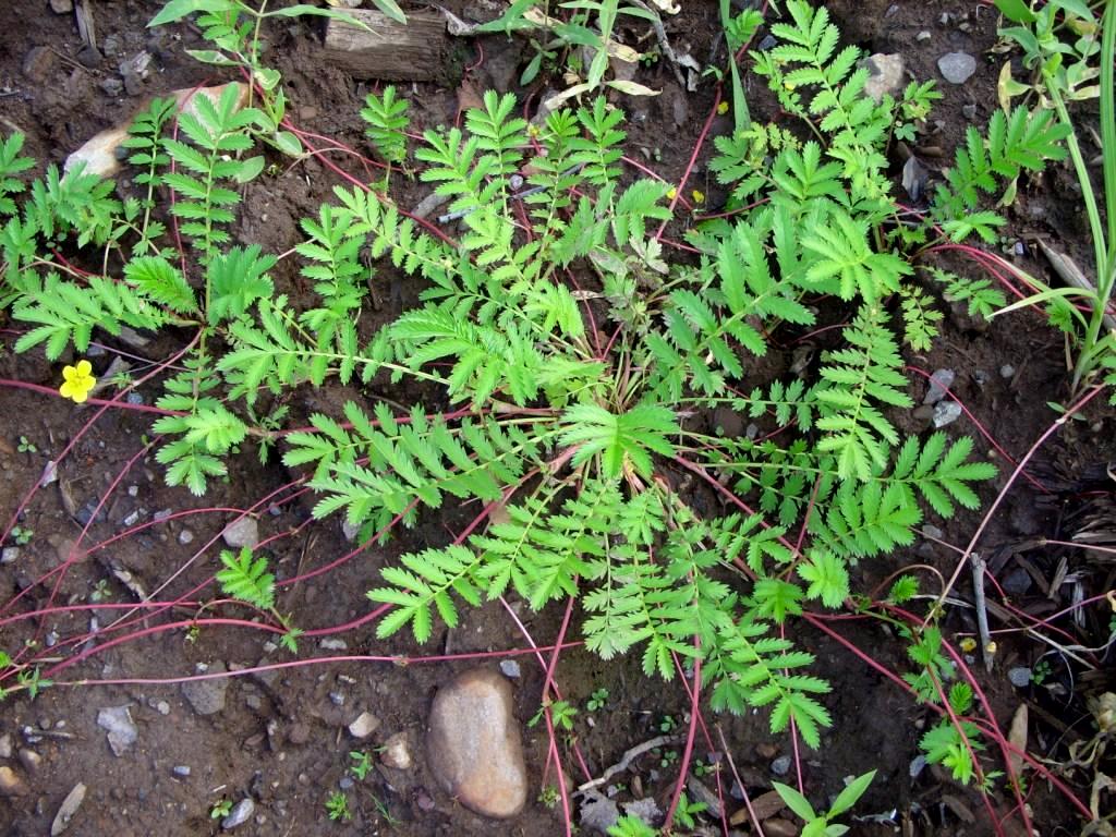 Изображение особи Potentilla anserina.