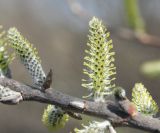 genus Salix. Часть побега с женскими соцветиями. Восточный Казахстан, Уланский р-н, окр. с. Украинка. 22.04.2013.