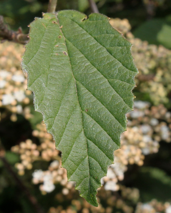 Image of genus Viburnum specimen.