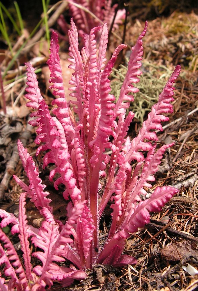 Image of Pedicularis labradorica specimen.