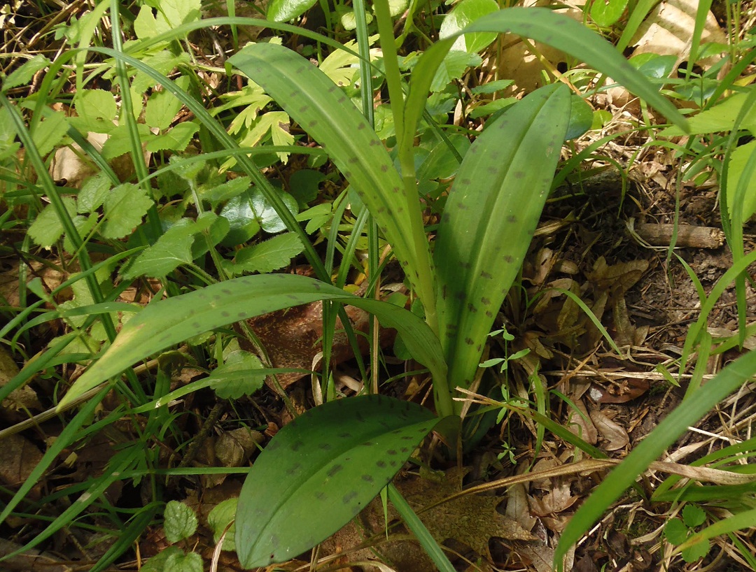 Image of Dactylorhiza fuchsii specimen.