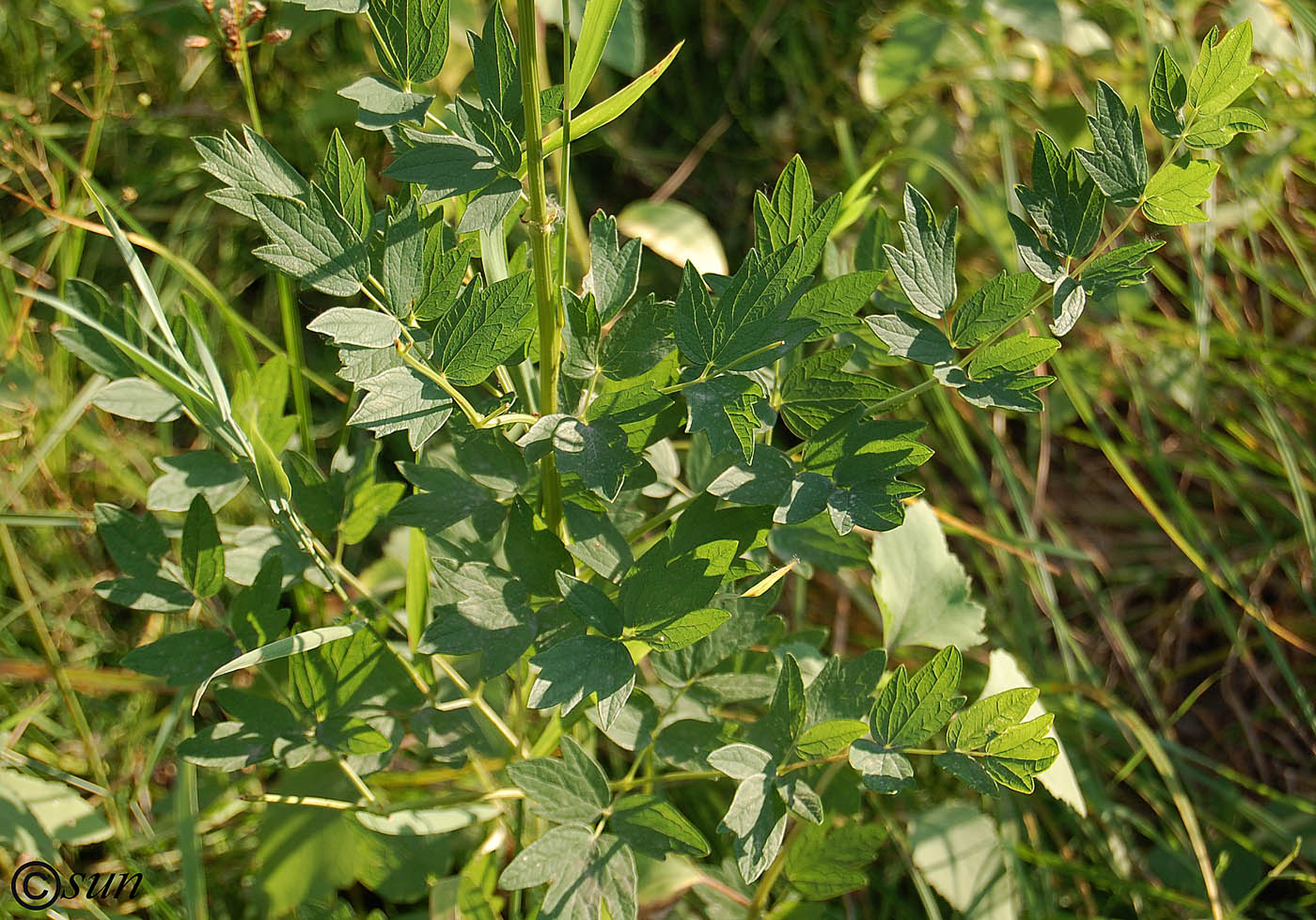 Изображение особи Thalictrum flavum.