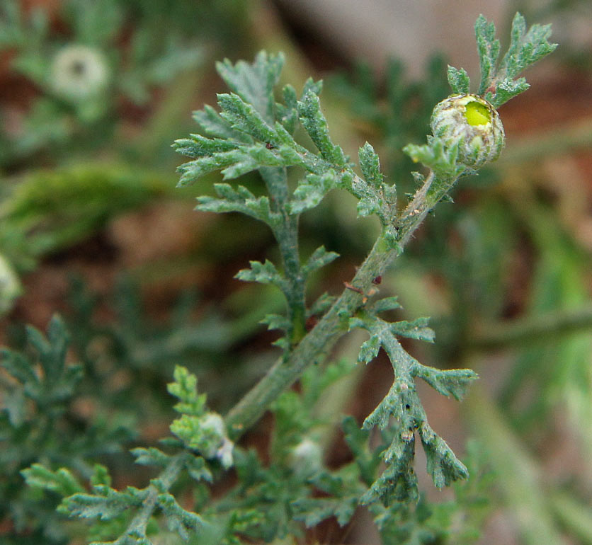 Image of genus Anthemis specimen.