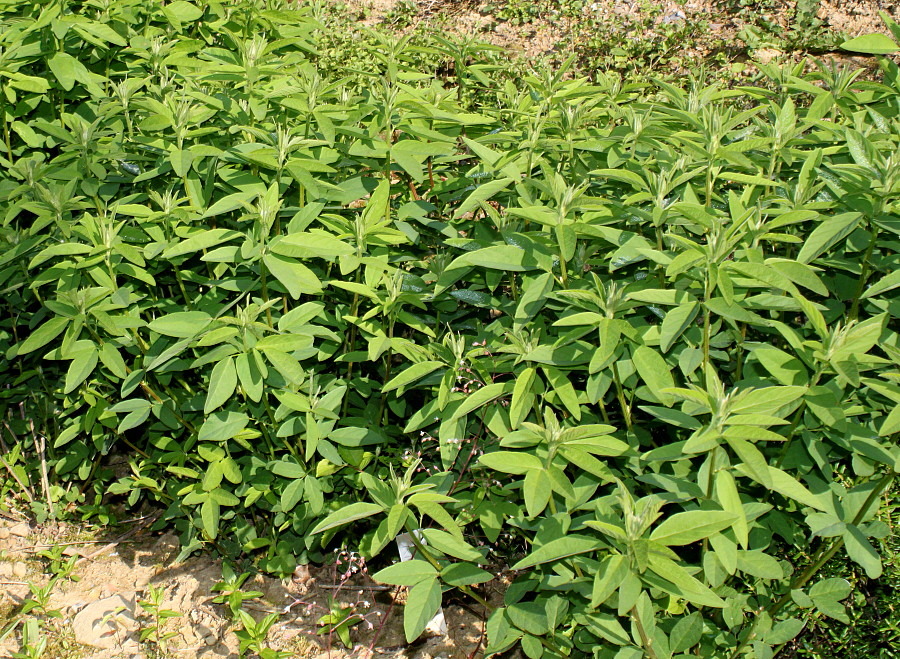 Image of Desmodium obtusum specimen.