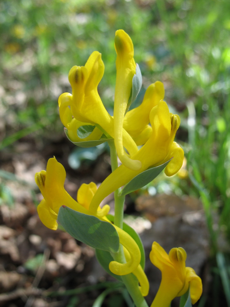 Image of Corydalis sewerzowii specimen.