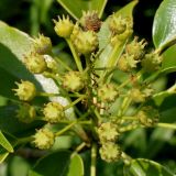 Trochodendron aralioides. Отцветшее соцветие с завязью плодов. Германия, г. Дюссельдорф, Ботанический сад университета. 03.06.2014.