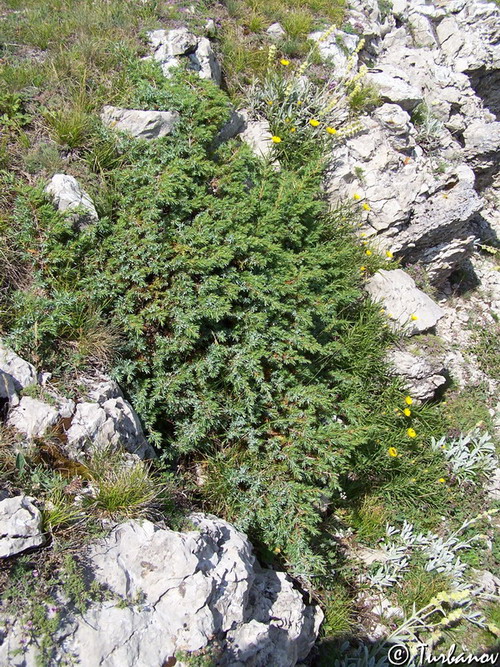 Image of Juniperus hemisphaerica specimen.