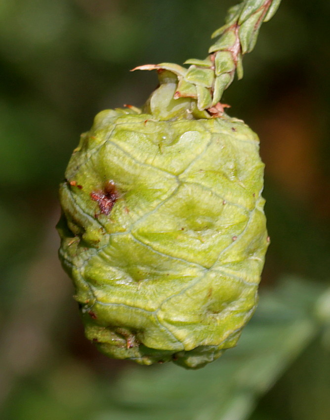 Image of Sequoia sempervirens specimen.