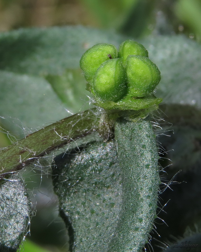 Image of Nonea rossica specimen.