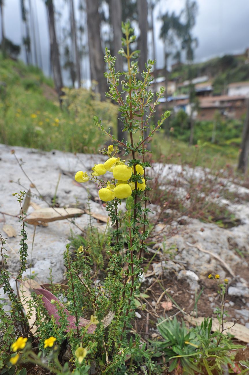 Image of Calceolaria myriophylla specimen.