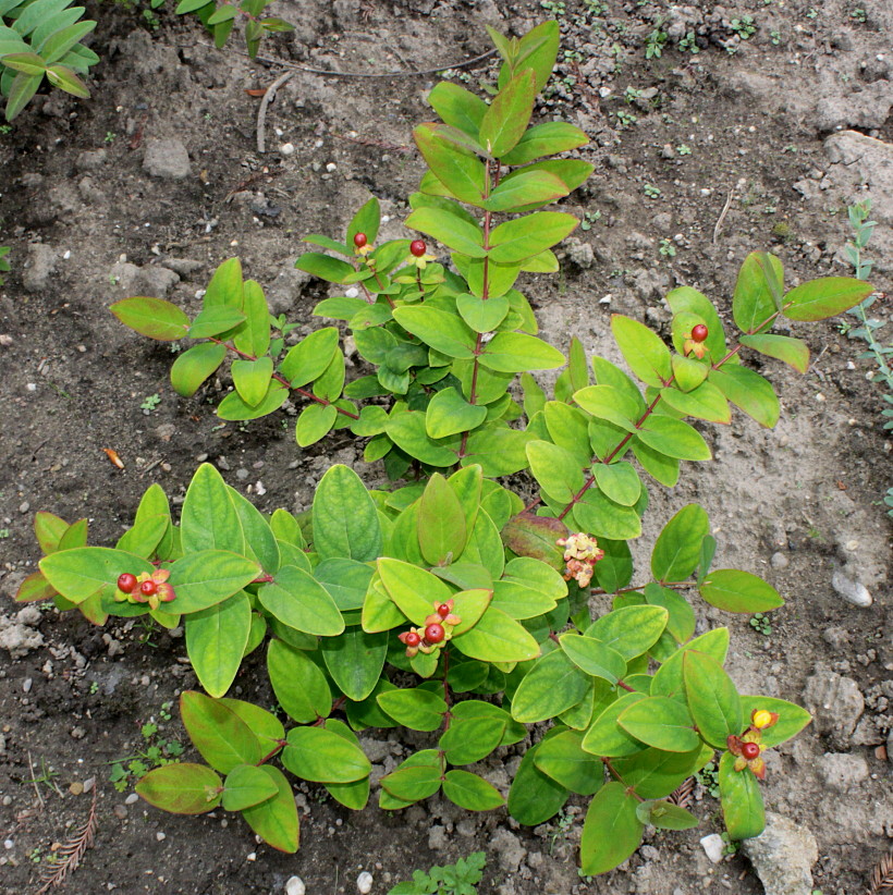 Image of Hypericum androsaemum specimen.