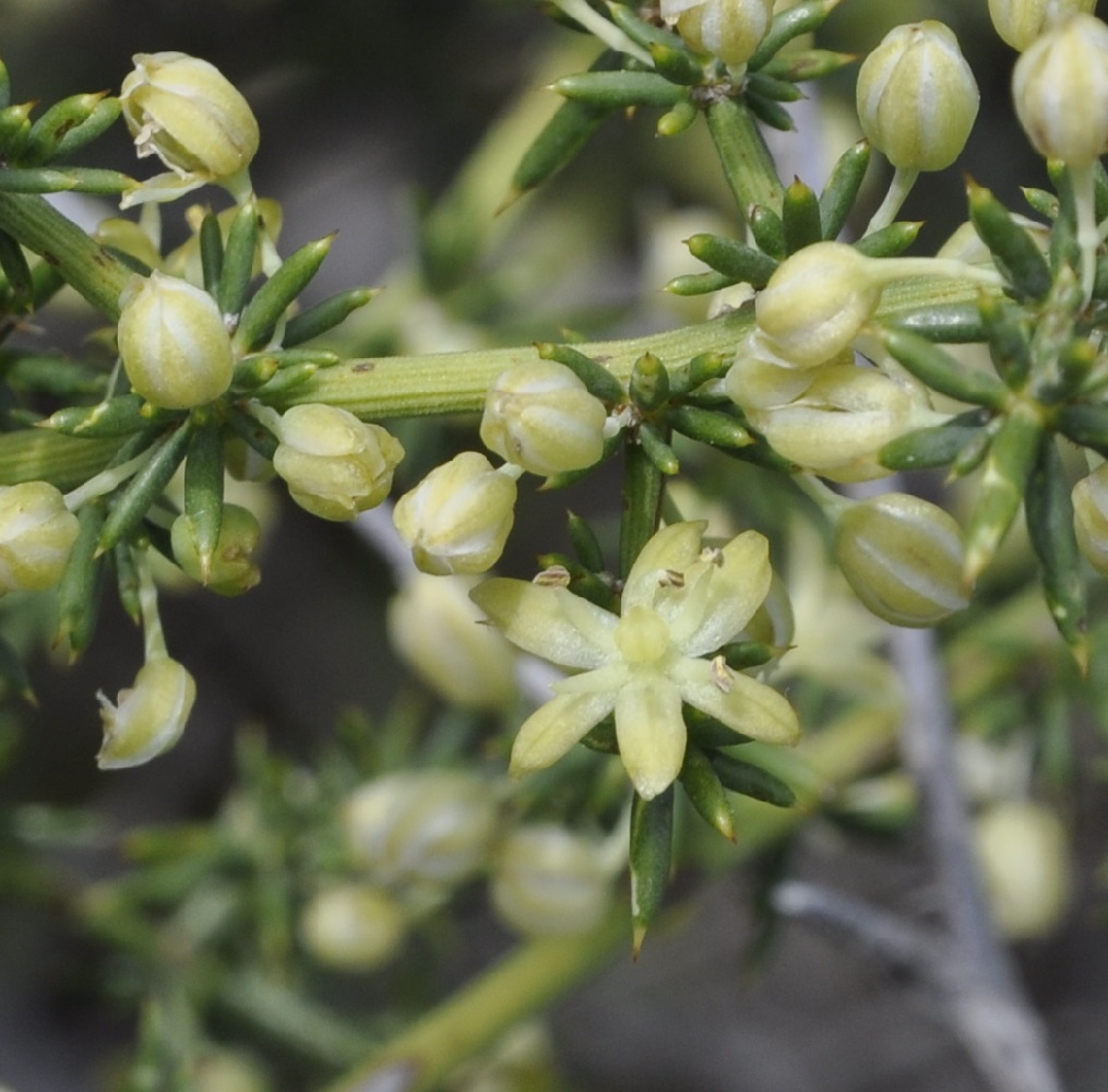 Изображение особи Asparagus aphyllus.