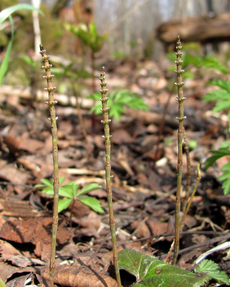 Image of Equisetum pratense specimen.