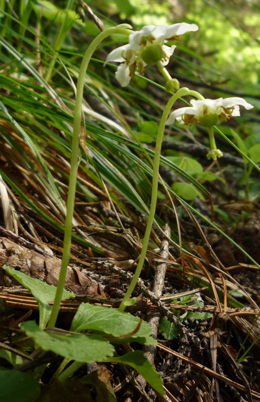 Изображение особи Moneses uniflora.