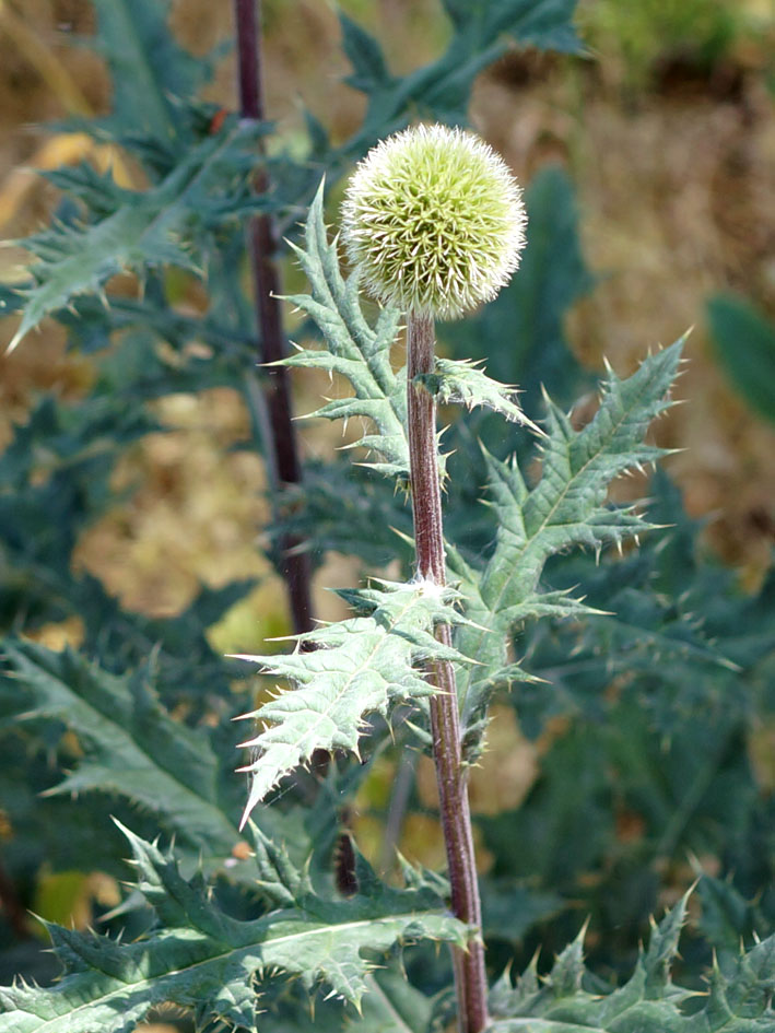 Image of Echinops chantavicus specimen.