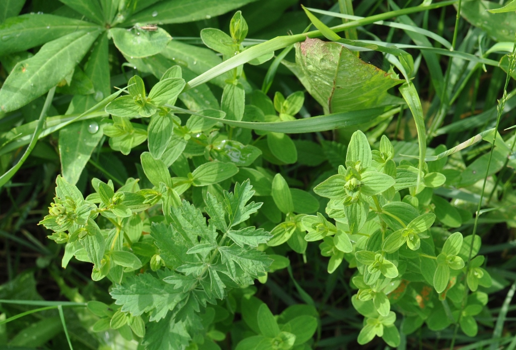 Image of Hypericum maculatum specimen.