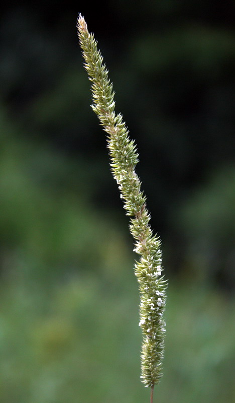 Image of Phleum phleoides specimen.