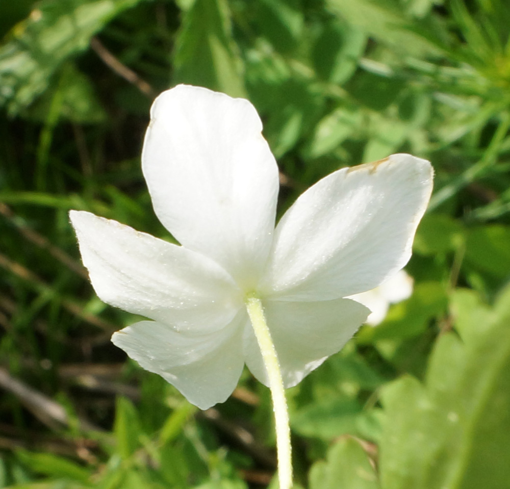 Image of Anemone umbrosa specimen.