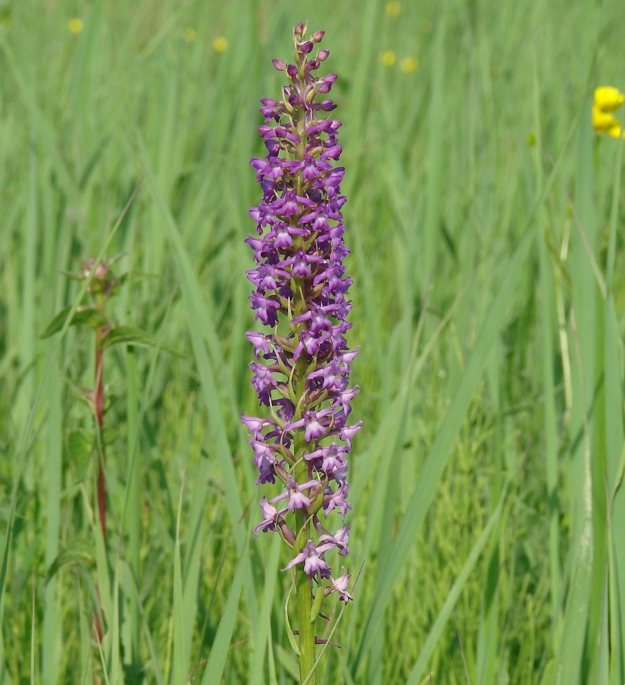 Image of Gymnadenia conopsea specimen.