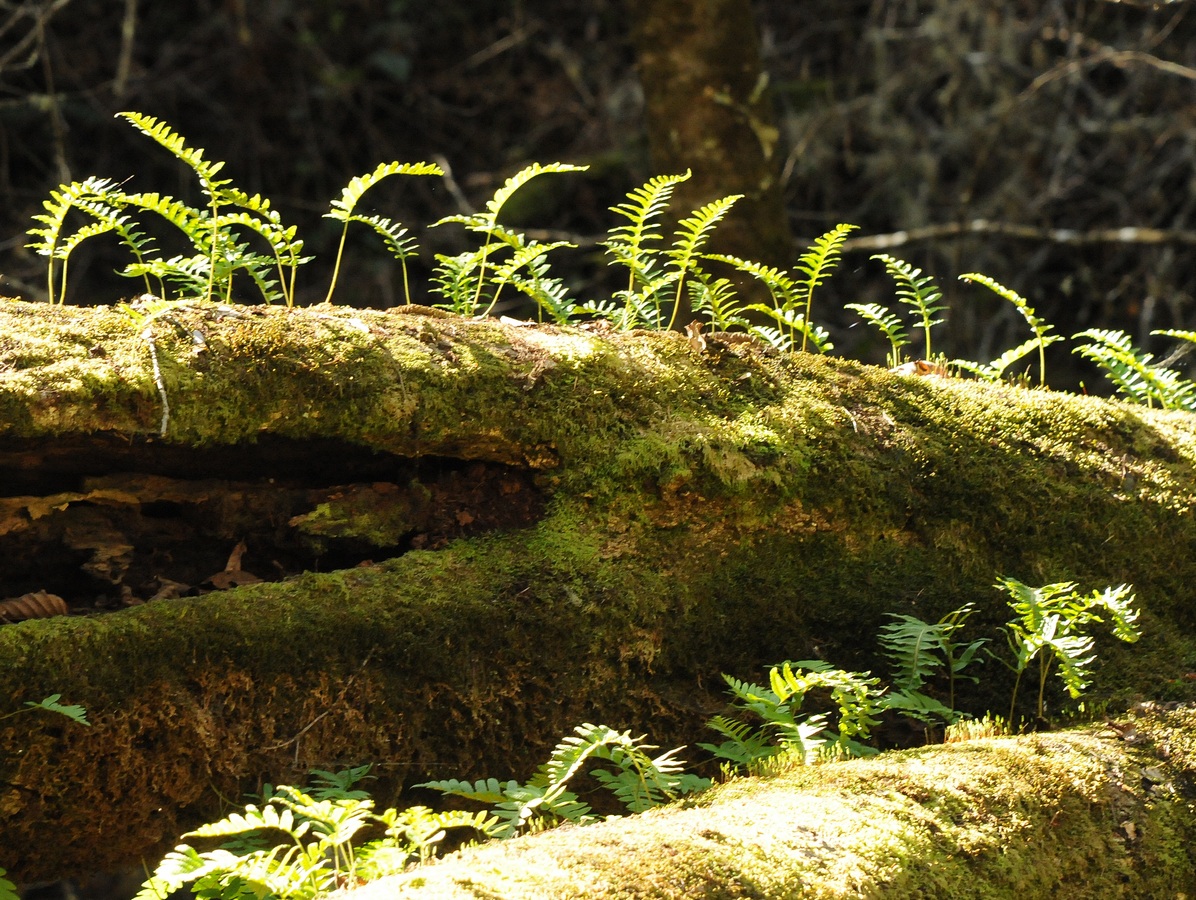 Изображение особи Polypodium calirhiza.