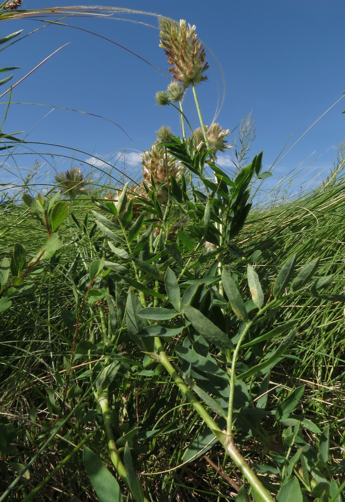 Image of Astragalus kirilovii specimen.