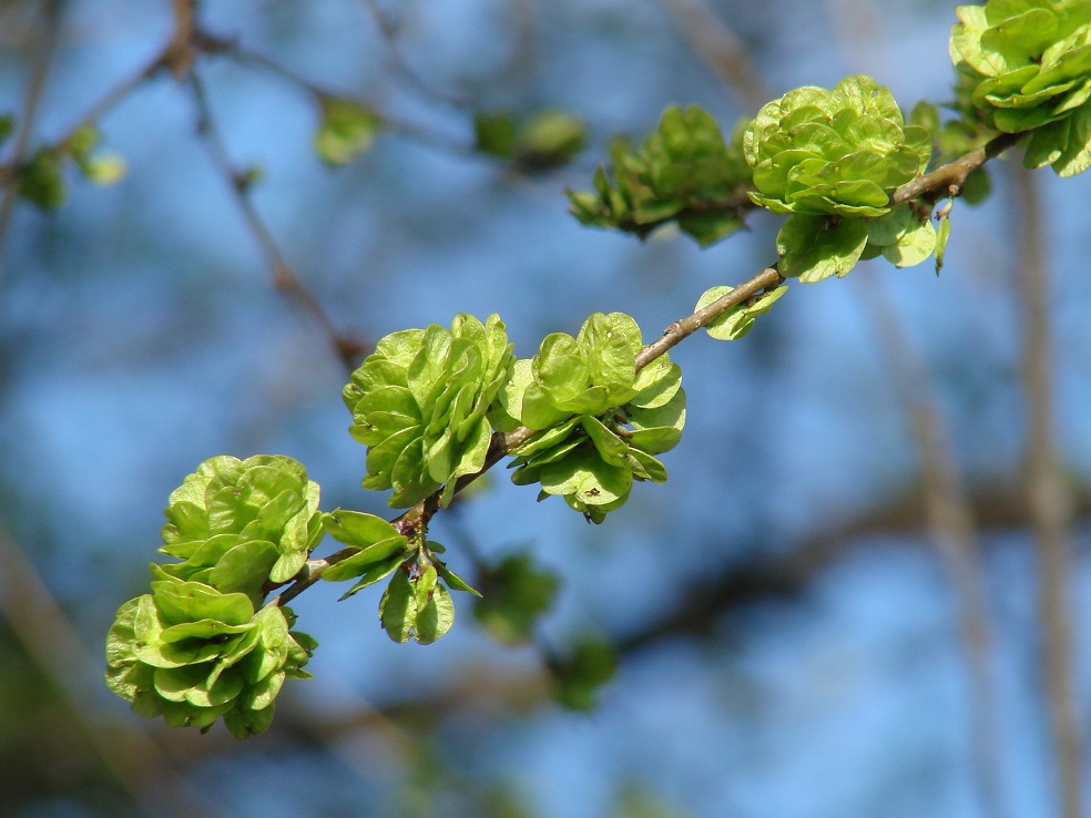 Image of Ulmus pumila specimen.