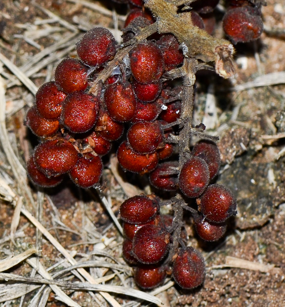 Изображение особи Rhus copallinum.