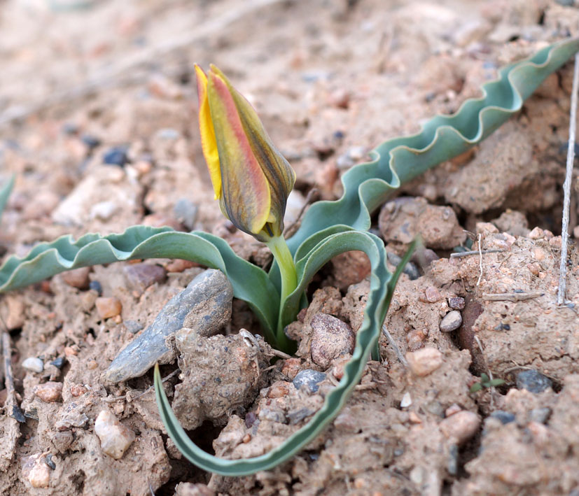 Image of Tulipa tetraphylla specimen.