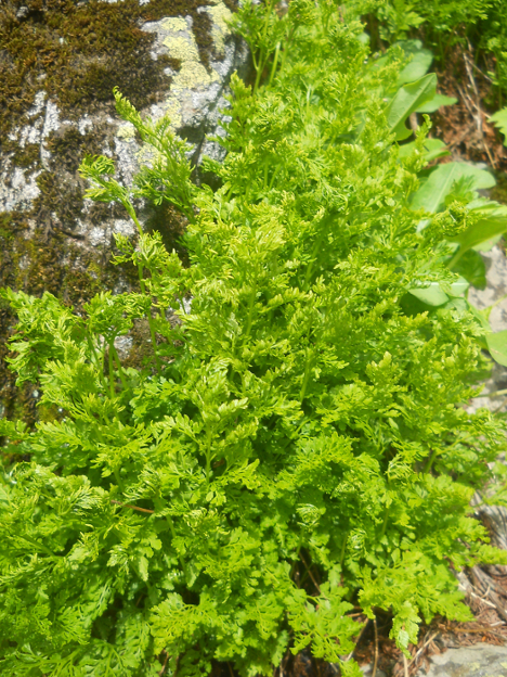 Image of Cryptogramma crispa specimen.