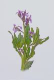 Chorispora tenella. Верхушка цветущего растения. Республика Молдова, пригород Кишинёва. 3 апреля 2009 г.