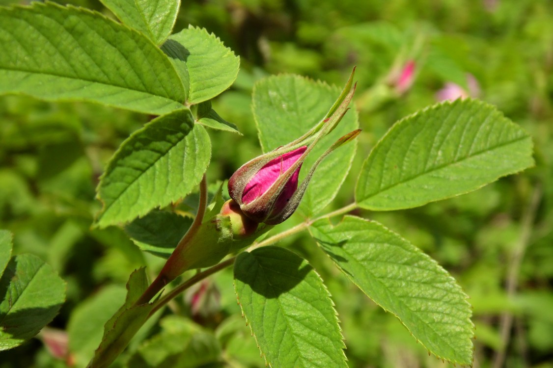 Изображение особи Rosa cinnamomea.