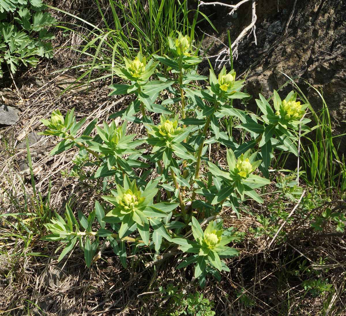 Изображение особи Euphorbia macrorhiza.