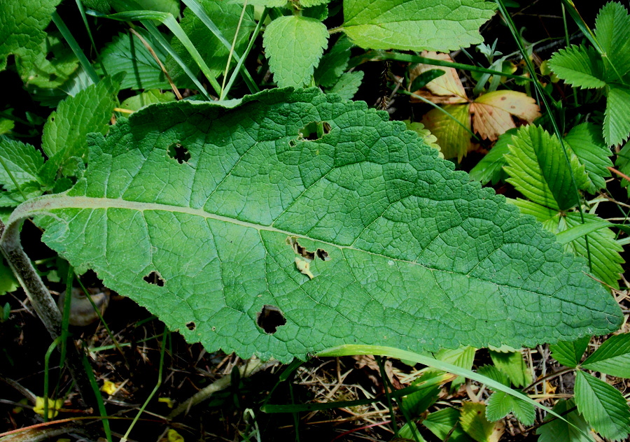 Image of Verbascum marschallianum specimen.