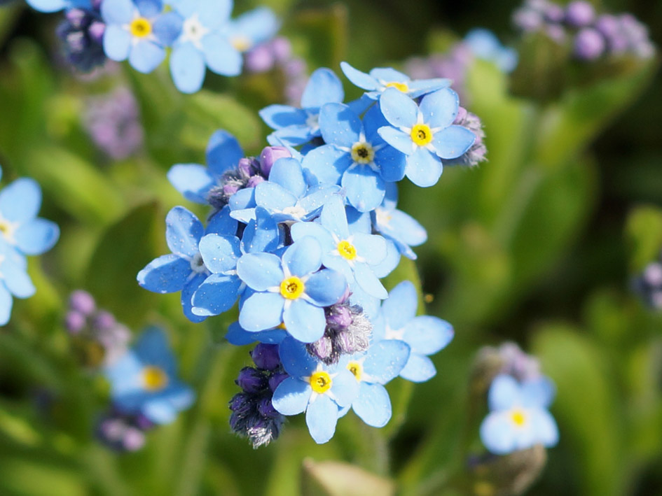 Image of Myosotis sylvatica specimen.