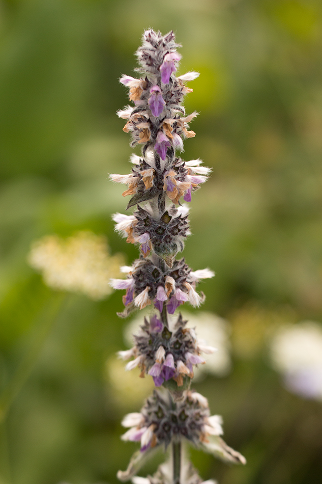 Image of Stachys balansae specimen.