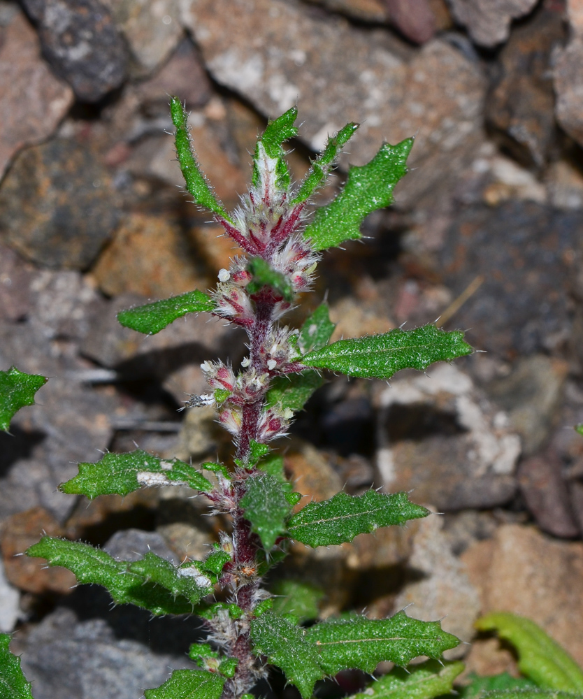 Image of Forsskaolea angustifolia specimen.