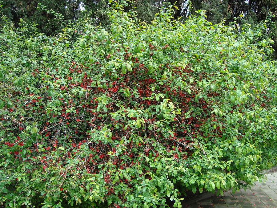 Image of Chaenomeles speciosa specimen.