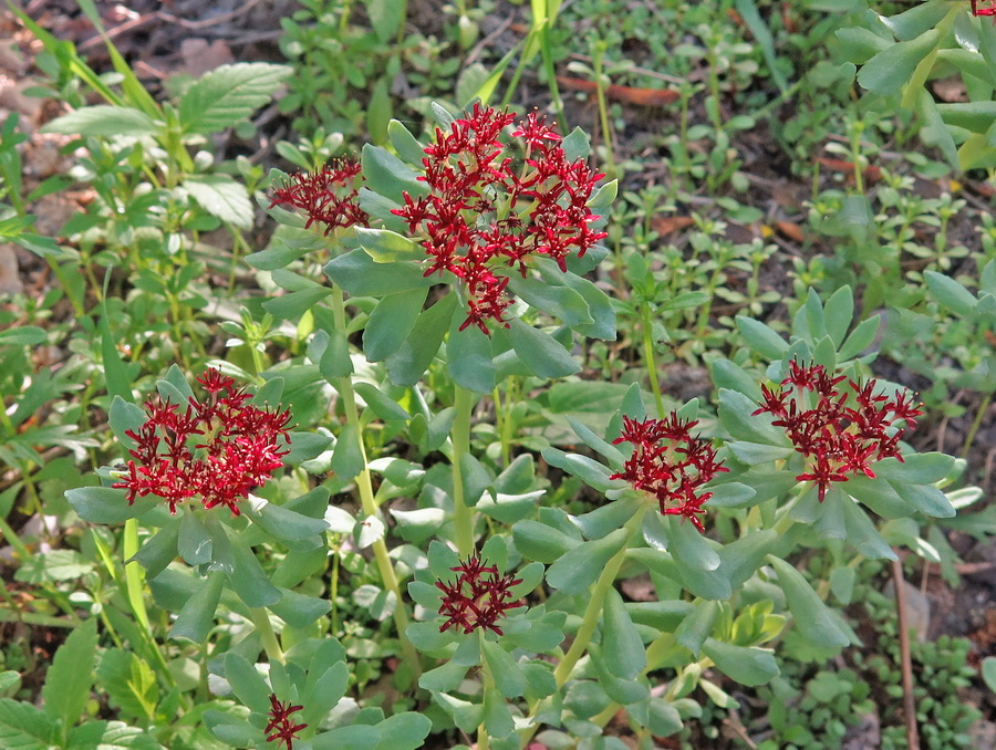 Image of Rhodiola integrifolia specimen.