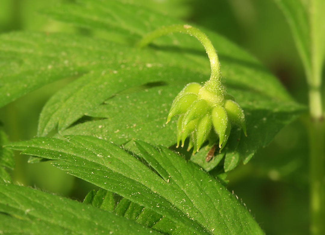 Изображение особи Anemone nemorosa.