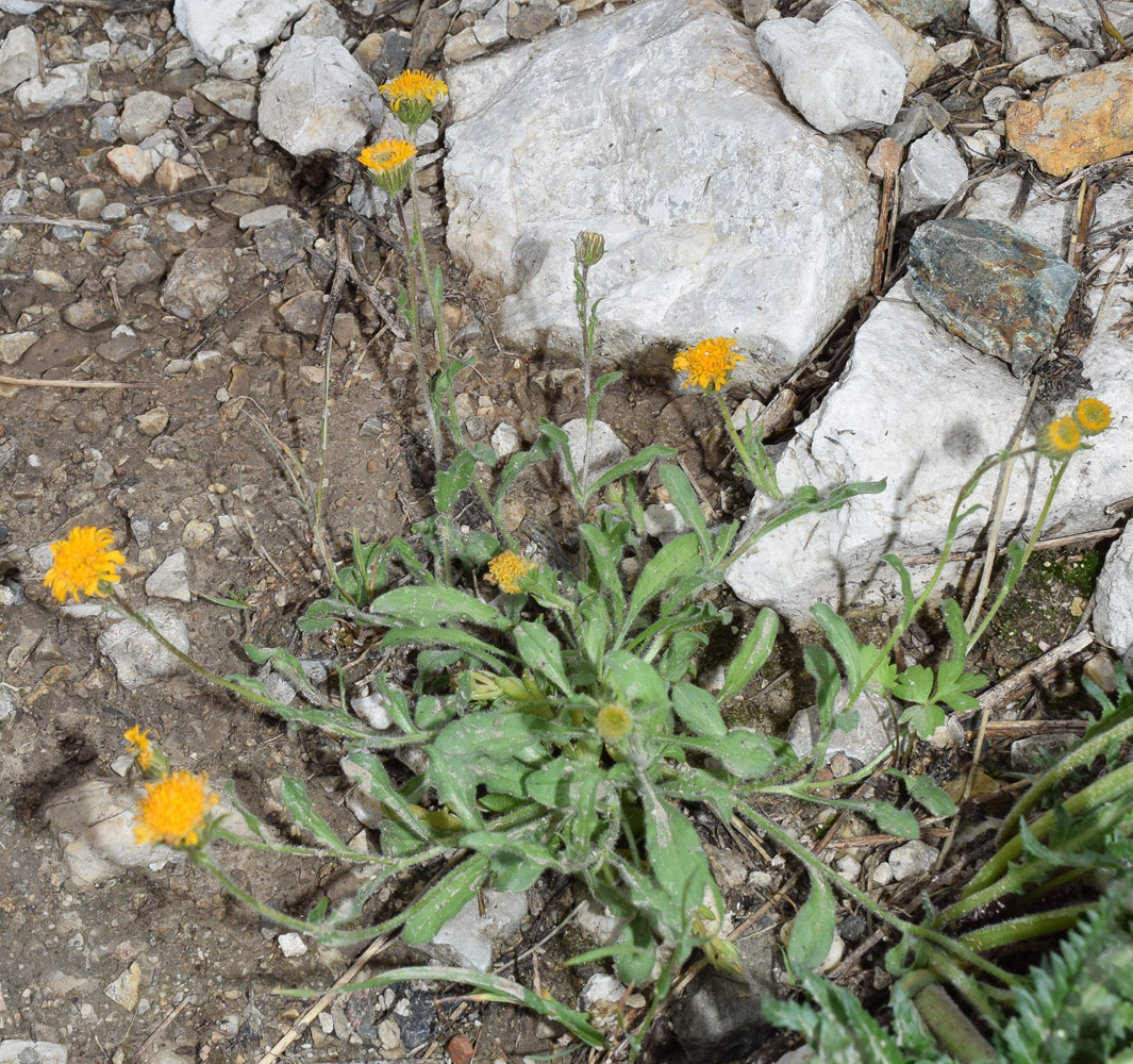 Image of Erigeron cabulicus specimen.