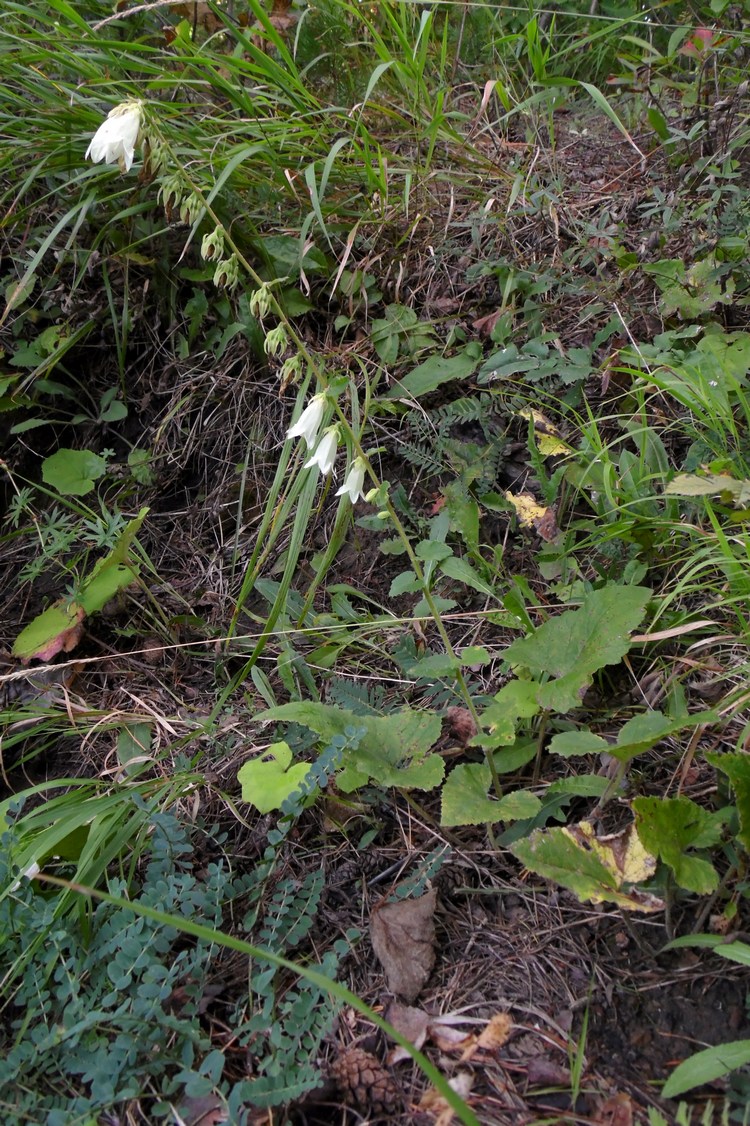 Изображение особи Campanula alliariifolia.